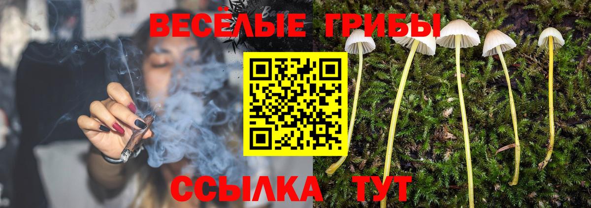 закладки  Вход с VPN  Галлюциногенные грибы Psilocybe  Электрогорск  Галлюциногенные грибы Psilocybe 